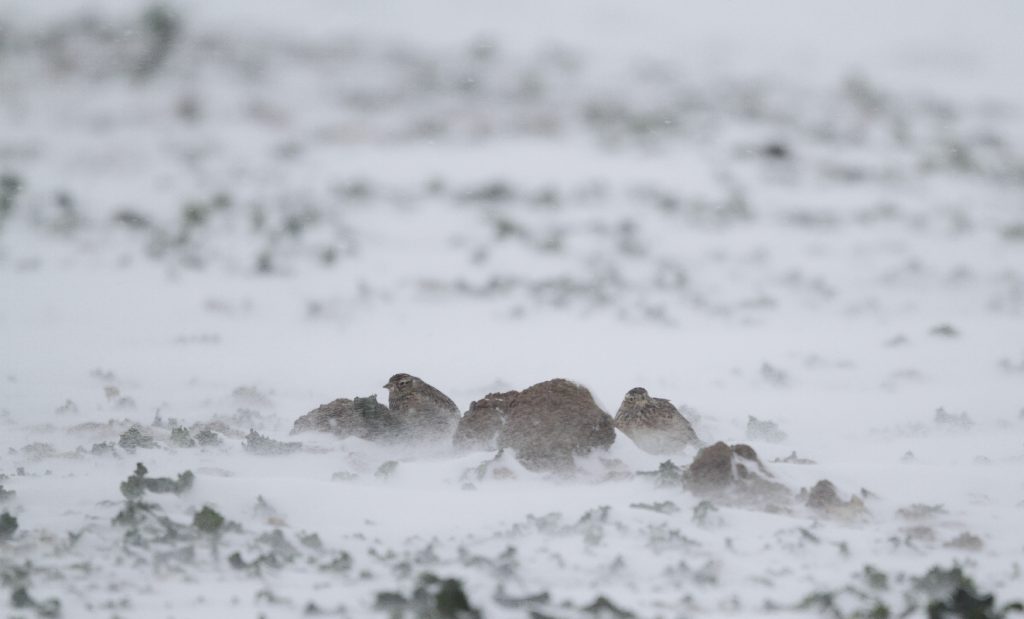 Nestlinge ducken sich amFeldlerchen vom Wintereinbruch überrascht©E-Thielscher/piclease