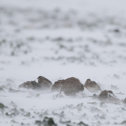 Nestlinge ducken sich amFeldlerchen vom Wintereinbruch überrascht©E-Thielscher/piclease