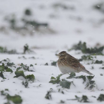 Feldlerche©H-Glader_piclease