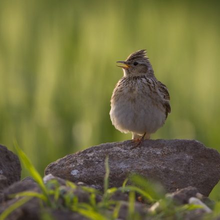 Feldlerche©H-Glader_piclease