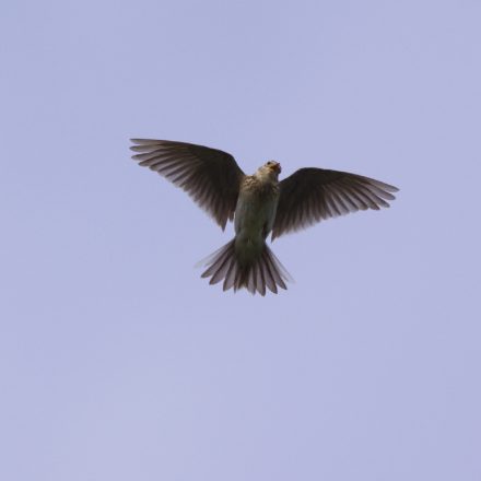 Feldlerche©H-Glader_piclease