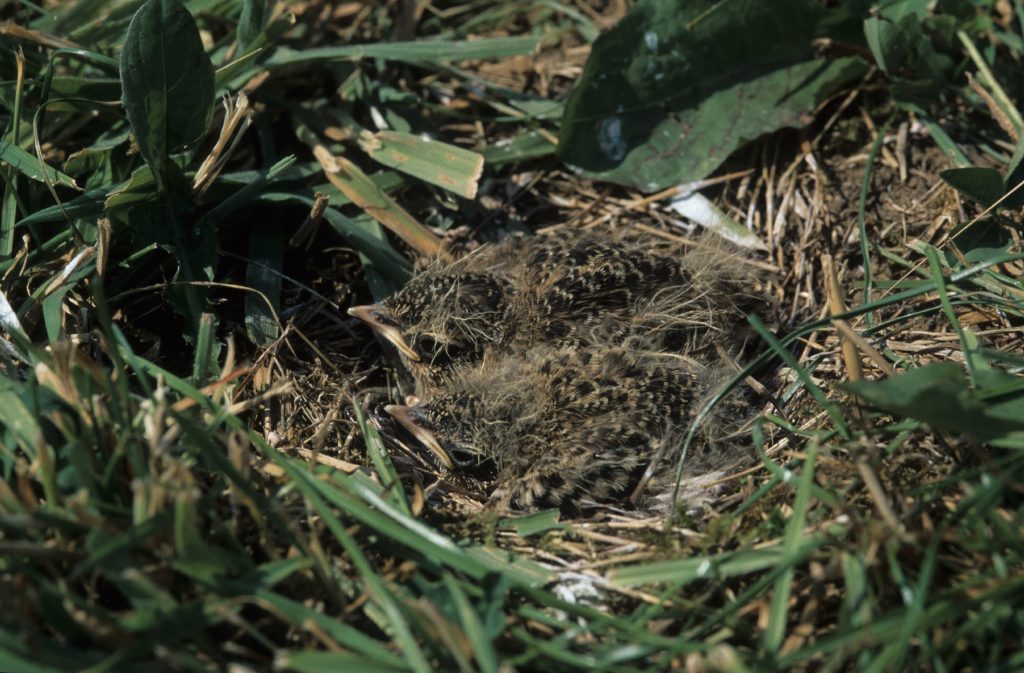 Nestlinge ducken sich im Bodennest©E-Thielscher/piclease