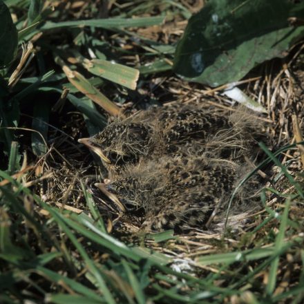 Nestlinge ducken sich im Bodennest©E-Thielscher/piclease