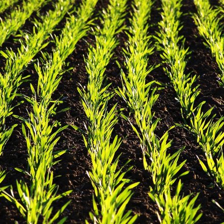 Weizenfeld©G-A-Hohwald/piclease