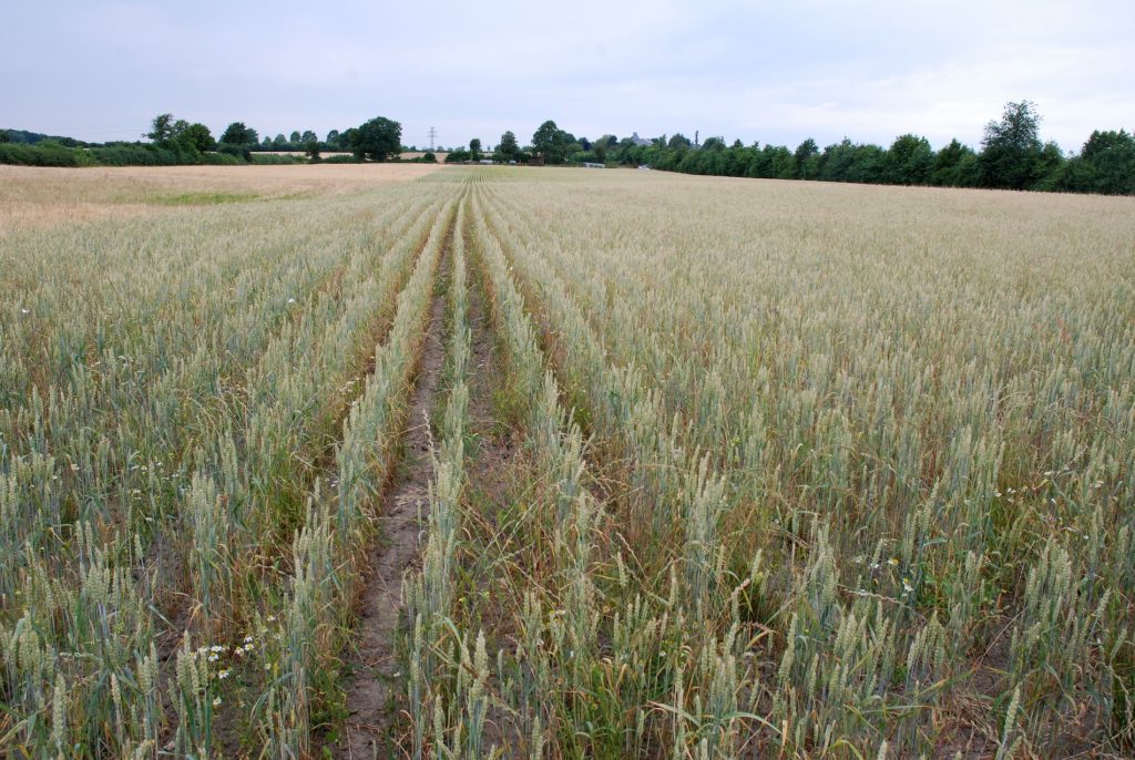 Weizenfeld mit weitem Abstand der Pflanzreihen©C-Martin/piclease