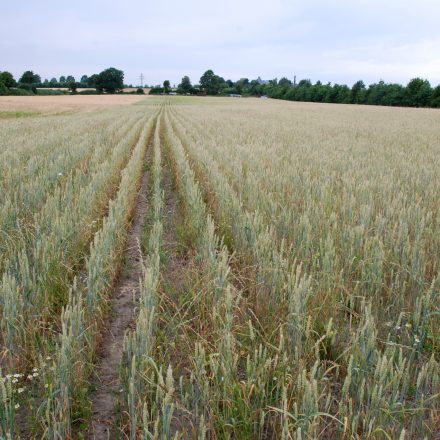 Weizenfeld mit weitem Abstand der Pflanzreihen©C-Martin/piclease