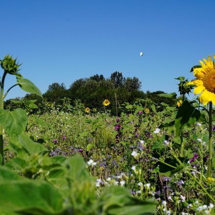mehrjährige Blühflächen©Ökol. Bildungsstätte Oberfranken