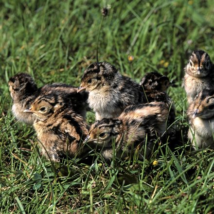 Rebhuhnküken©E-Thielscher_piclease