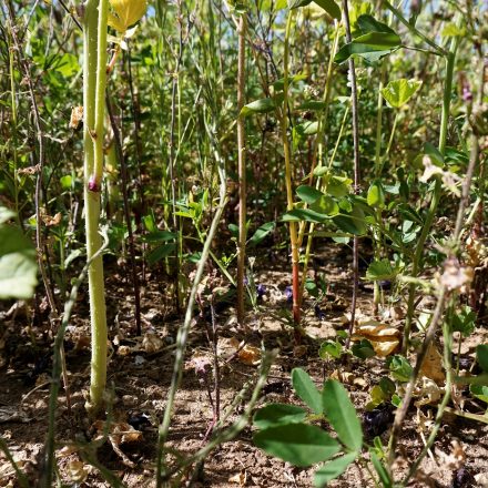 lockerer Pflanzabstand auf den Blühflächen©Ökol. Bildungsstätte Oberfranken