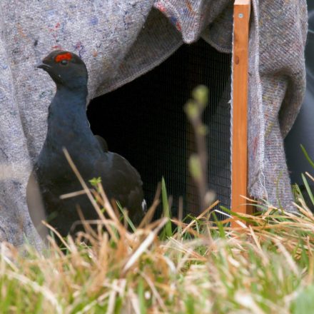 Nach dem Fang wieder in die Freiheit©Wildland-Stiftung Bayern