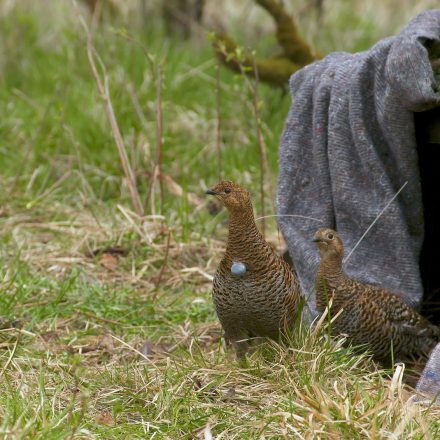 Besenderte Hennen verlassen die Auswilderung-Kiste in der Rhön©Wildland-Stiftung Bayern