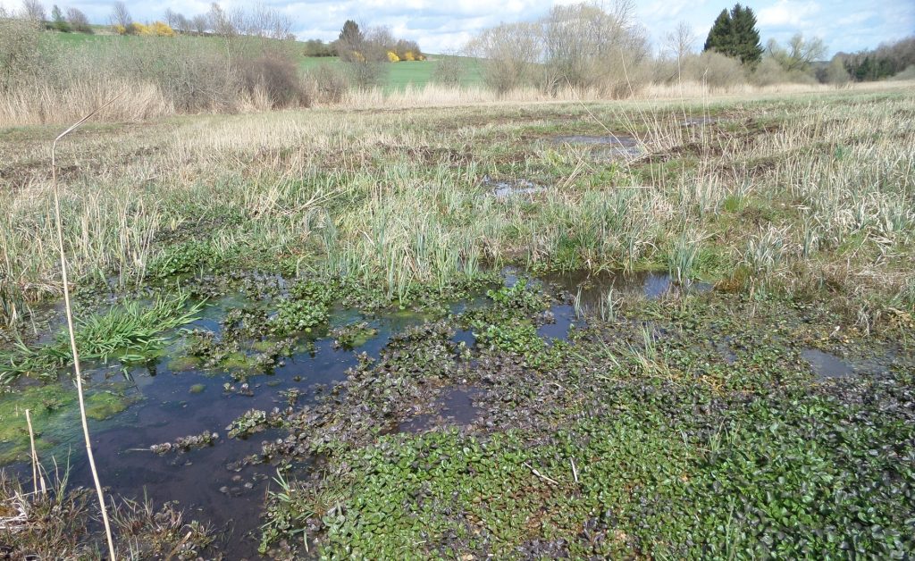 offene Nasswiesen©Wildland-Stiftung Bayern