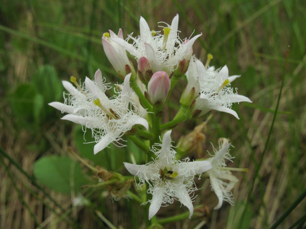 Fieberklee©S-Kostyra_piclease