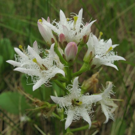 Fieberklee©S-Kostyra_piclease