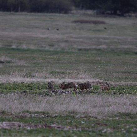 Hasenhochzeit im Lebensraum des Birkwildes in der Rhön©T. Kirchner