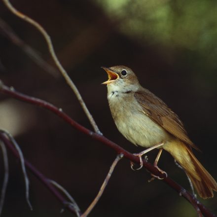 Nachtigall©A-Lettow_piclease