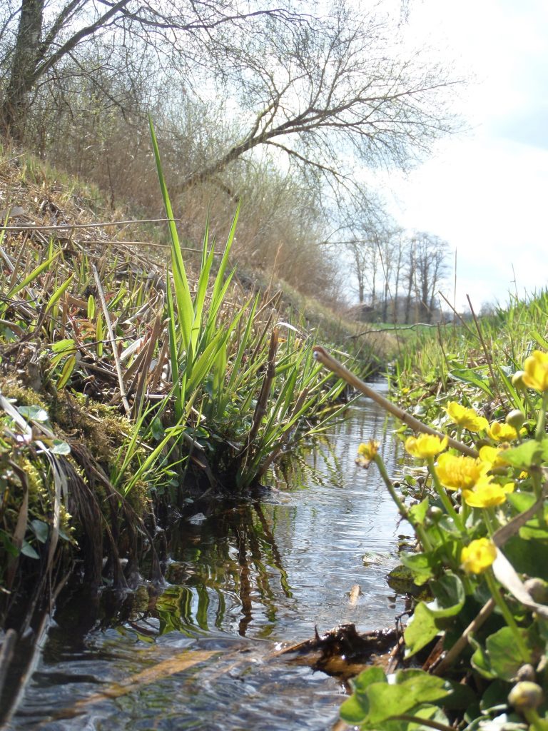 begradigter Schlehbach©Wildland-Stiftung Bayern