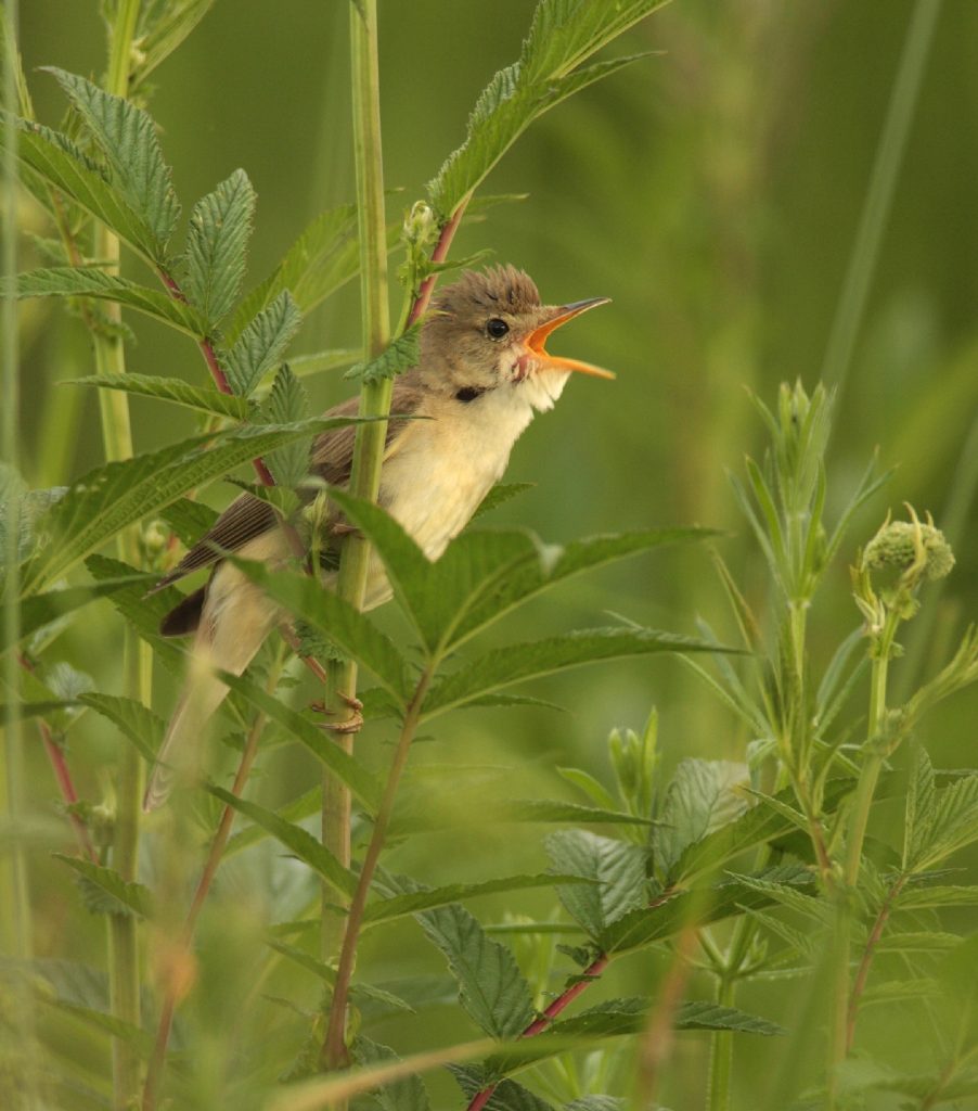 Sumpfrohrsänger©J-Limberger_piclease