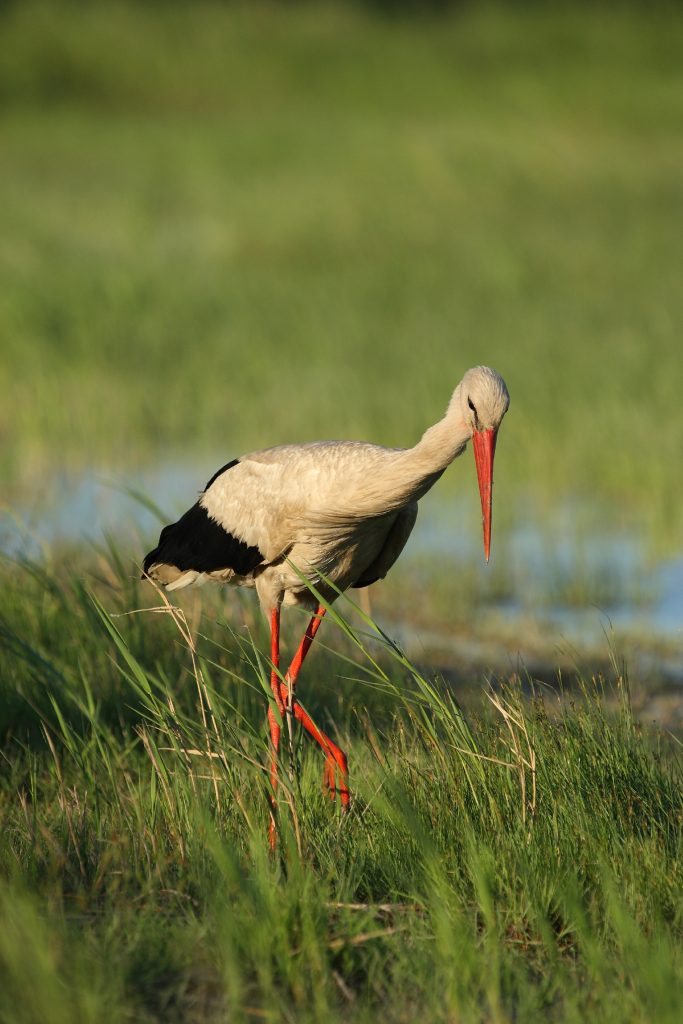 Weißstorch©G-Pauluhn_piclease