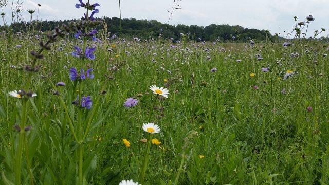 Kennst du dich mit den Tieren und Pflanzen der Wiese aus? – Wildland
