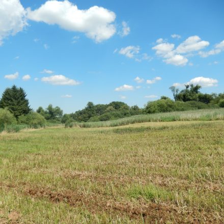 Zurückdrängen von Schilf©LPV Günzburg