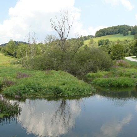 Biotop-Gestaltung durch den Biber – überstaute Wildland-Wiese bei Rumpenstadl©A. Hofmann/Naturpark Bayerischer Wald