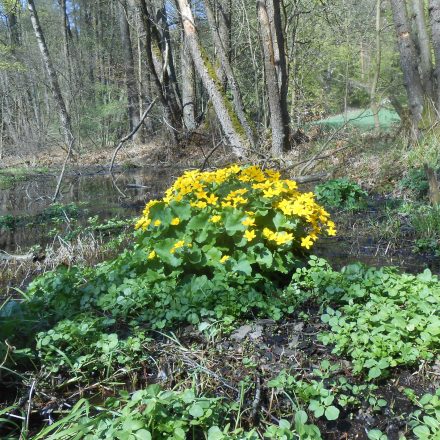 Sumpfdotterblumen mit Erlbruchwald ©R-Lehmeier/LPV Amberg-Sulzbach