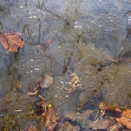 Grasfroschlaich©R-Lehmeier/LPV Amberg-Sulzbach