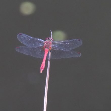 Heidelibelle©Wildland-Stiftung Bayern