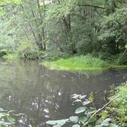 Bereits im Jahr 2003 aus der Nutzung genommener Teich©Wildland-Stiftung Bayern