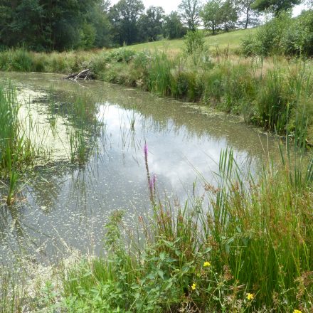 neues Laichgewässer für Amphibien und Libellen©Wildland-Stiftung Bayern