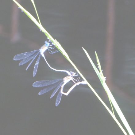 Libellen bei der Eiablage©Wildland-Stiftung Bayern