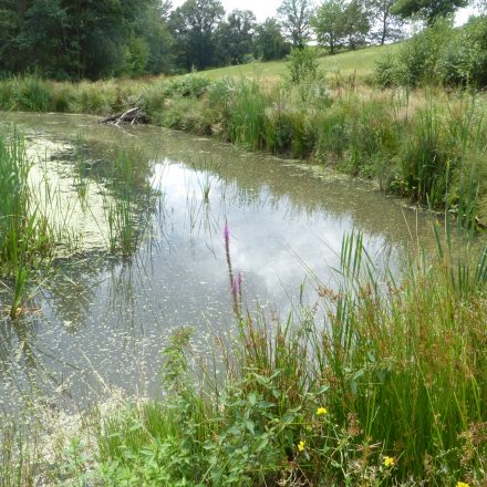 Teich nach der Renaturierung©Wildland-Stiftung Bayern