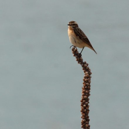 Braunkehlchen©H-Liebel_piclease