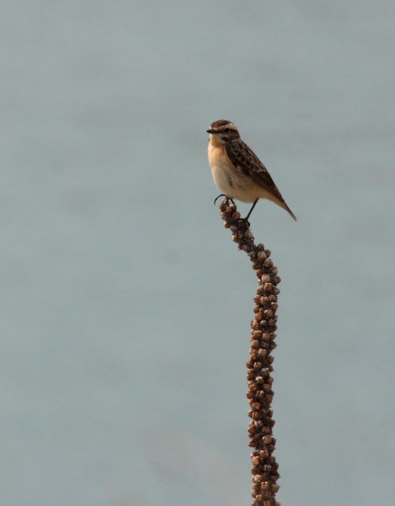 Braunkehlchen©H-Liebel_piclease