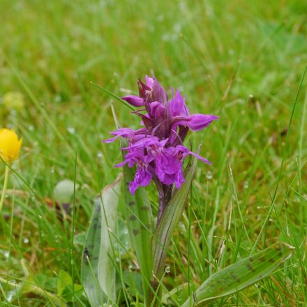 Breiblättriges Knabenkraut©K-Reitmeier_picleease