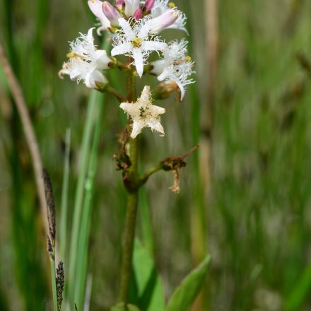 Fieberklee©A-Zehm_piclease