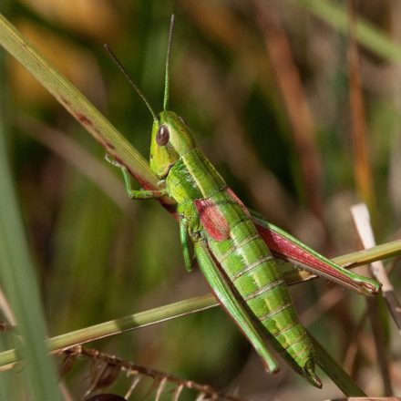Kleine Goldschrecke©W-Loederbusch_piclease