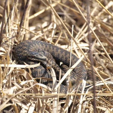 Kreuzotter©K-Reitmeier_piclease