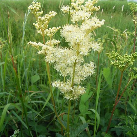 Mädesüß©G-Röder_piclease