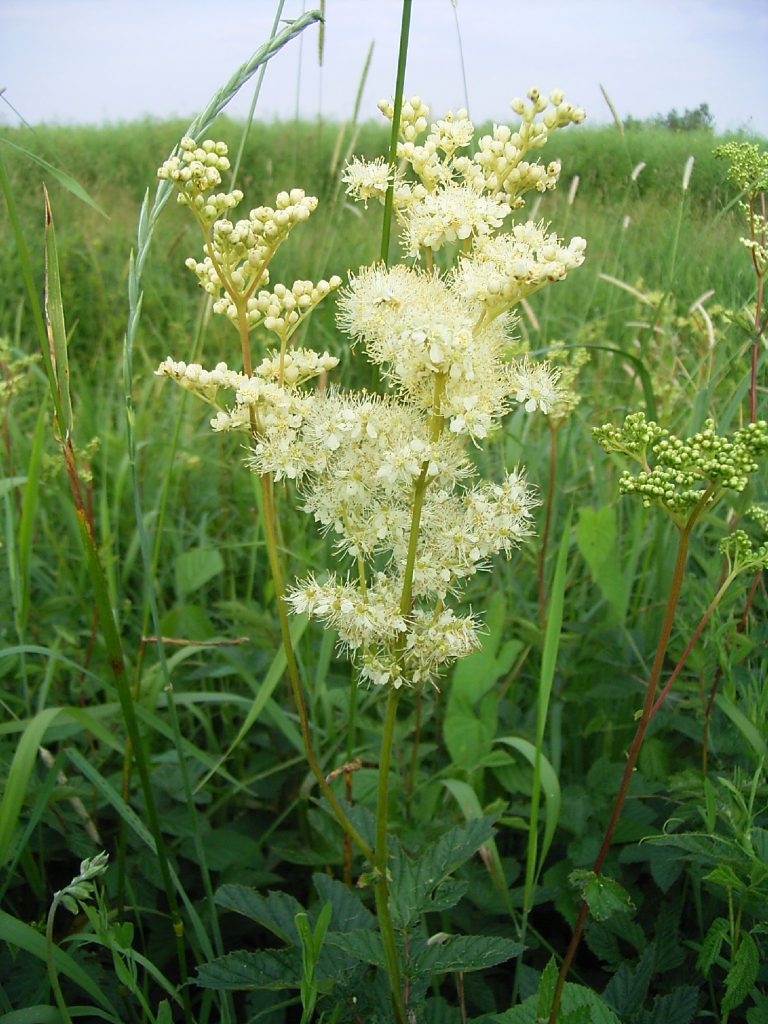 Mädesüß©G-Röder_piclease