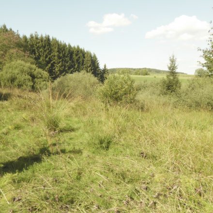 noch stark verbuschte neue Biotopfläche©Wildland-Stiftung Bayern