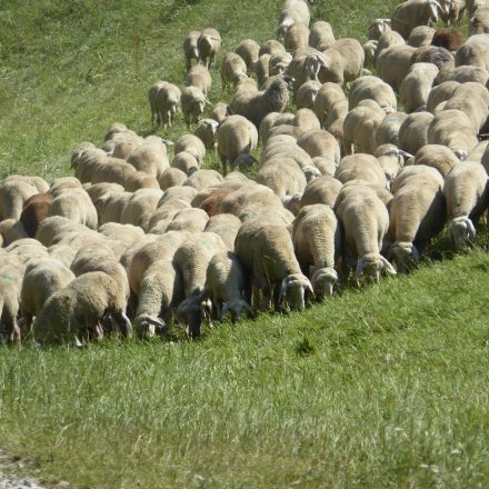 Beweidung zur Landschaftspflege©VöF Kelheim