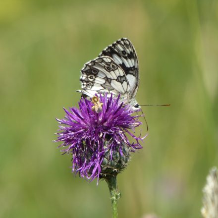 Schachbrettfalter©VöF Kelheim