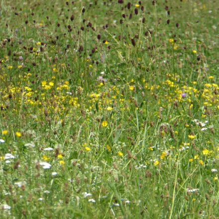 artenreiche Wiesen in der Aue©VöF Kelheim