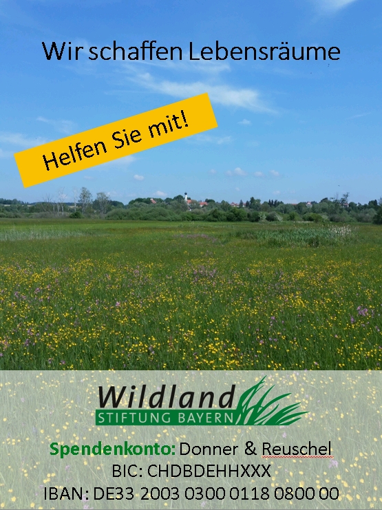 Hilfe fr den stark gefhrdeten Kriechenden Sellerie  Wildland Stiftung  Bayern